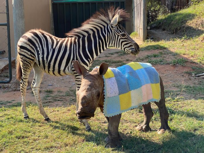Baby Zebra and Rhino Daisy and Modjadji Care for the Wild Rhino Sanctuary Baby Zebra and Rhino Daisy and Modjadji Care for the Wild Rhino Sanctuary