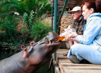 Game ranger, Tonie and his wife, Shirley Joubert, adopted Jessica when she was only a few days old, after they found her on the banks of the Blyde River during a flood 22 years ago. Her favourite snack is Rooibos of which she drinks 20 litres a day.