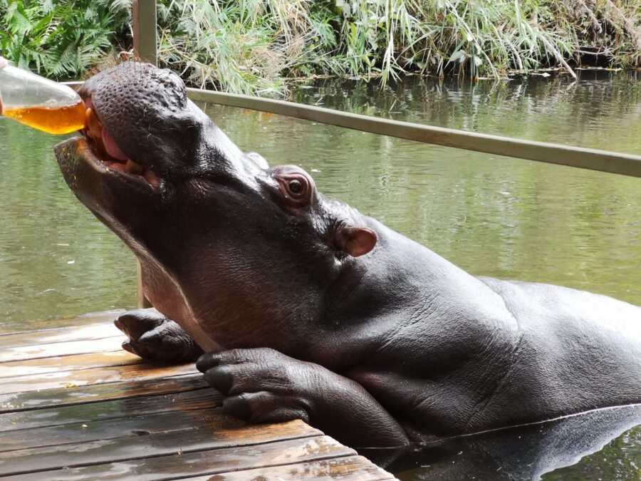 Jessica the Hippo drinking Rooibos