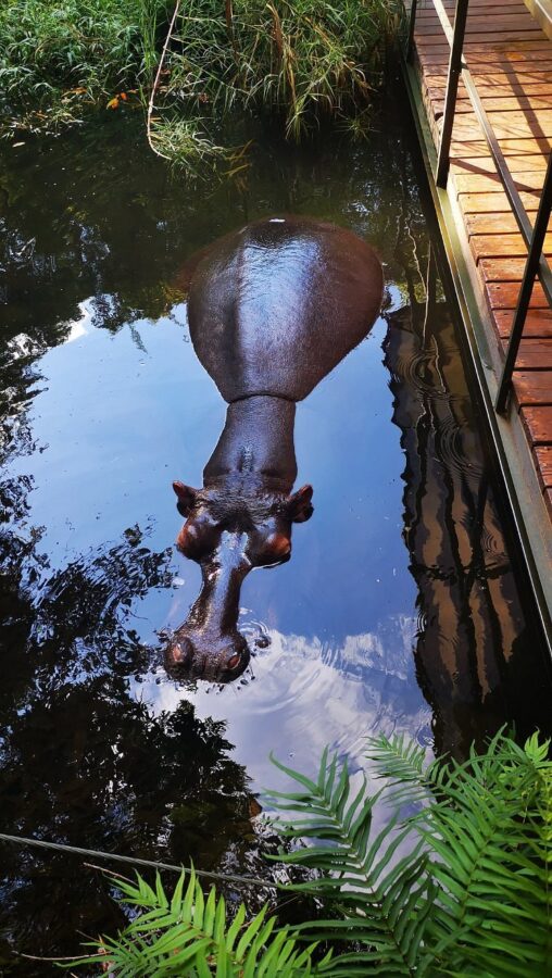 Jessica the Hippo in the water