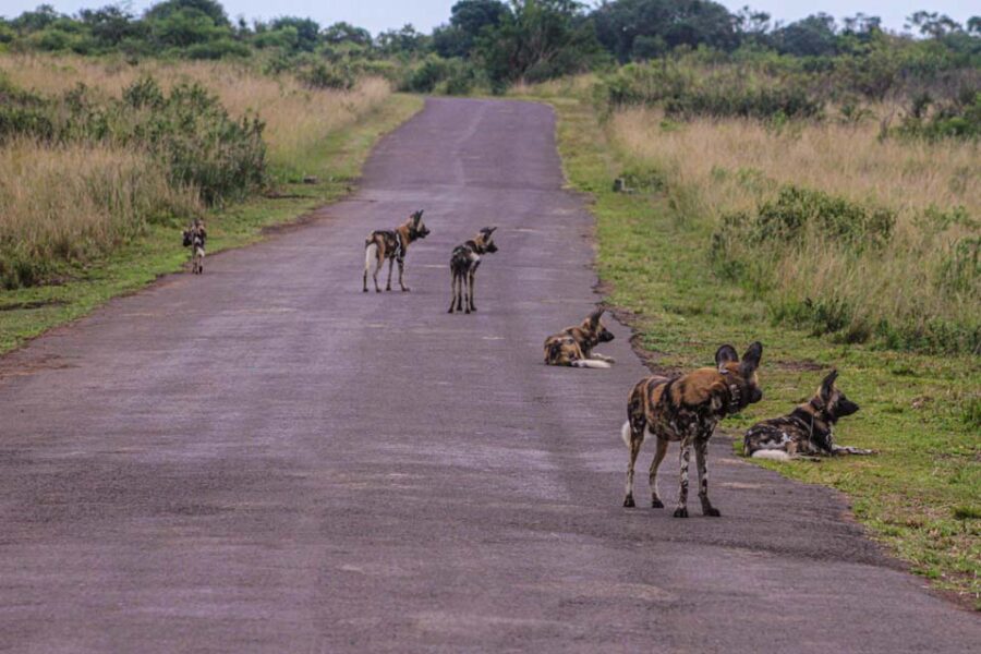 New Pack of Endangered African Wild Dog Successfully Released in Hluhluwe-iMfolozi Park. Photo: Tegan Goldschmidt of Wildlife ACT