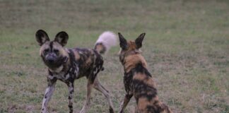 New Pack of Endangered African Wild Dog Successfully Released in Hluhluwe-iMfolozi Park