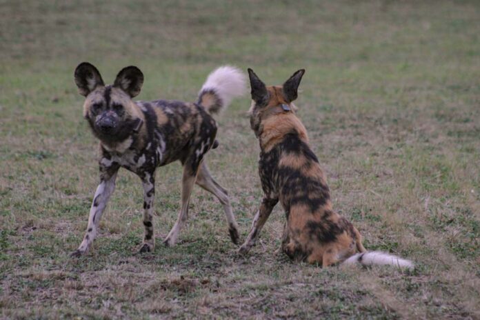Wild Dog_Image By Tegan Goldschmidt_of Wildlife ACT New Pack of Endangered African Wild Dog Successfully Released in Hluhluwe-iMfolozi Park