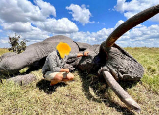 big tusker killed botswana