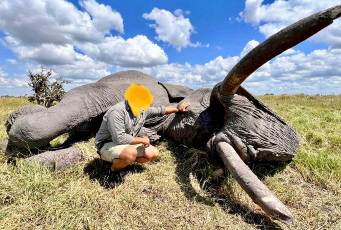 big tusker killed botswana