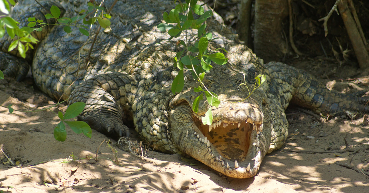 KZN Floods: Five Crocodiles on the Loose Near Tongaat