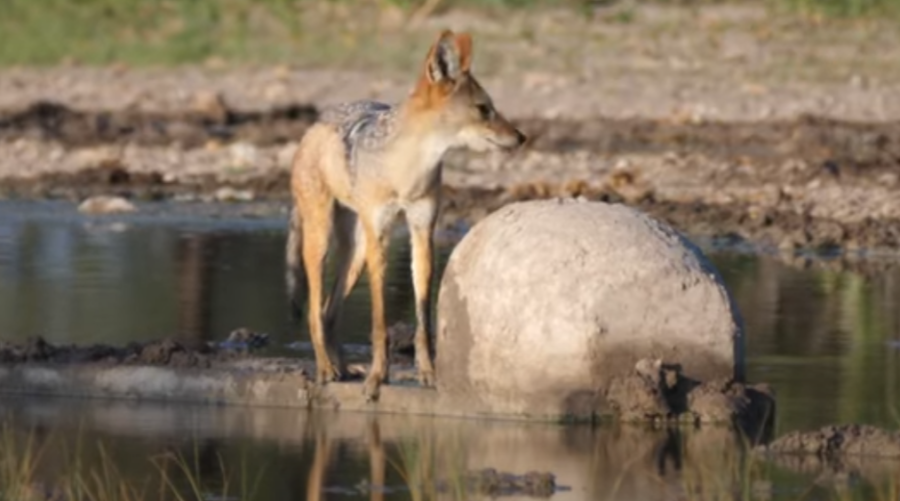 farmers vs jackals carte blanche