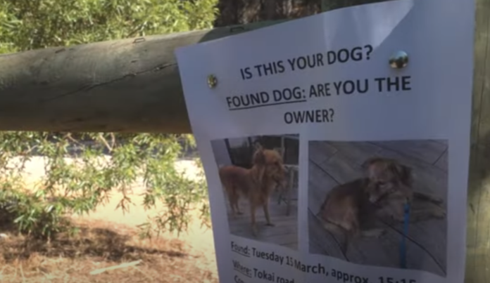 pets for ransom carte blanche pets for ransom carte blanche