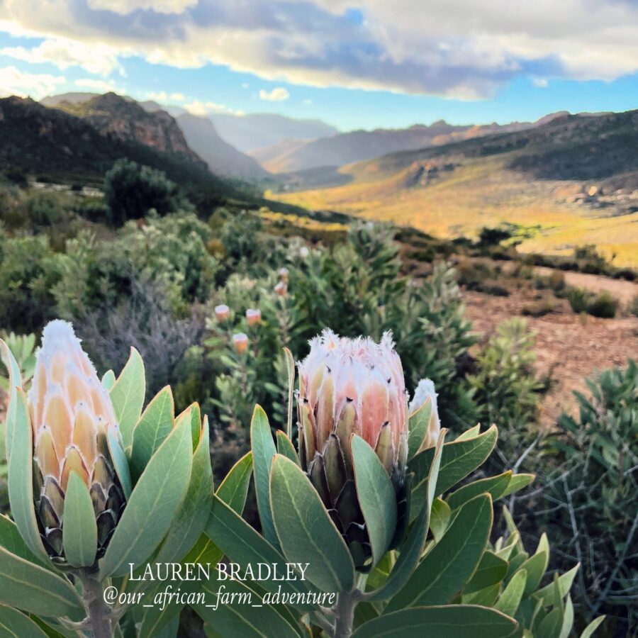 why protea is south africa's national flower - by Lauren Bradley
