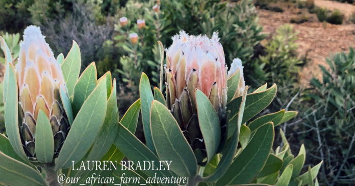 protea South African flower Lauren Bradley