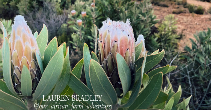 protea-lauren-bradley-th protea South African flower Lauren Bradley