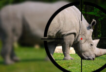 Rhino poaching South Africa