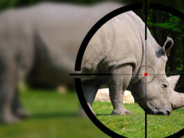 Rhino poaching South Africa