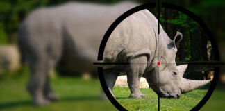 Rhino poaching South Africa