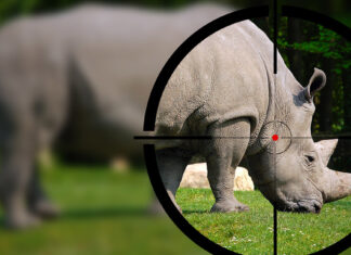 Rhino poaching South Africa