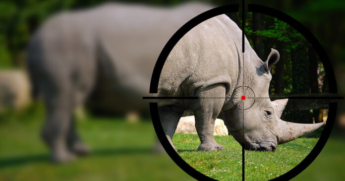 Rhino Slaughter: As Poaching Escalates DA Calls for Secretive KZN Rhino Report to be Shared