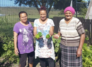 From left: Sophie Sauir, Leoni Pasja and Iris Telmaggiers, harvesting green peppers from Sauir’s garden. Photo: Siphokazi Mnyobe