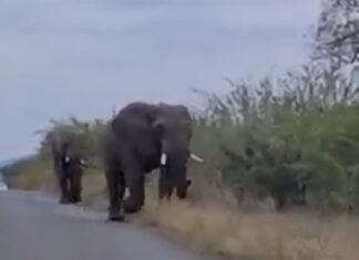 Injured elephant euthanised after Mozambique trek to Kruger