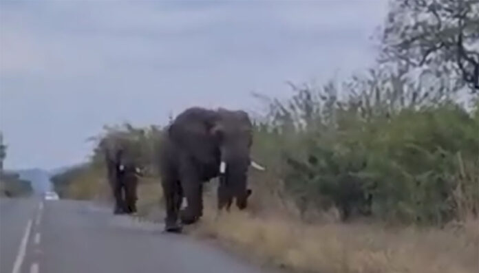 Injured elephant euthanised after Mozambique trek to Kruger Injured elephant euthanised after Mozambique trek to Kruger