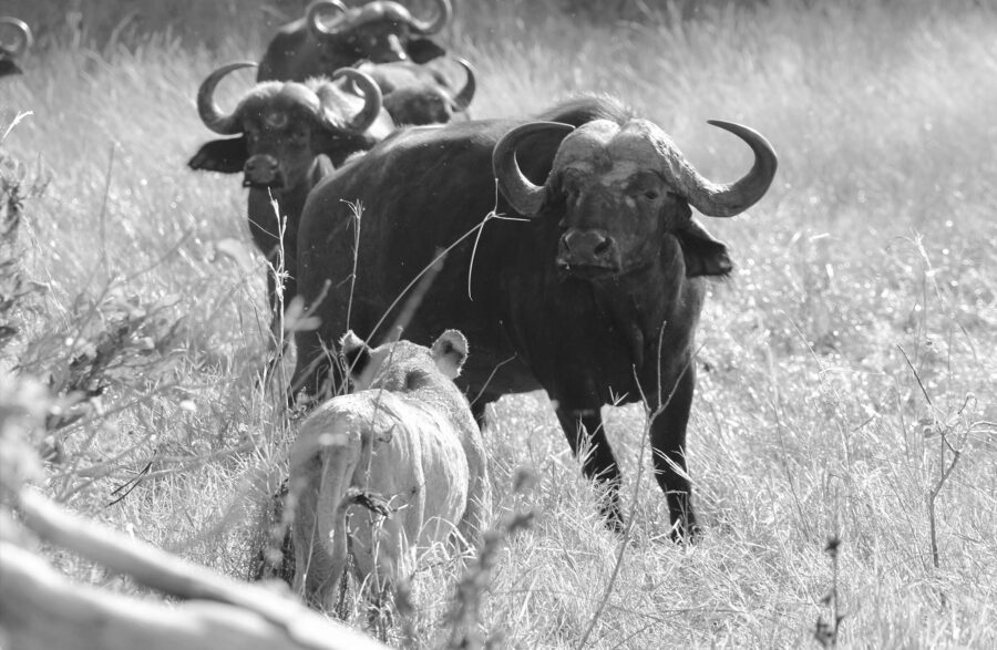 Buffalo lion
