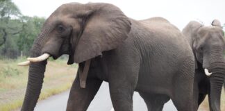 Elephants Kruger National Park