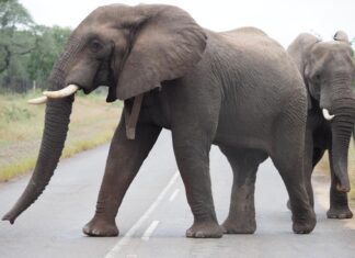 Elephants Kruger National Park