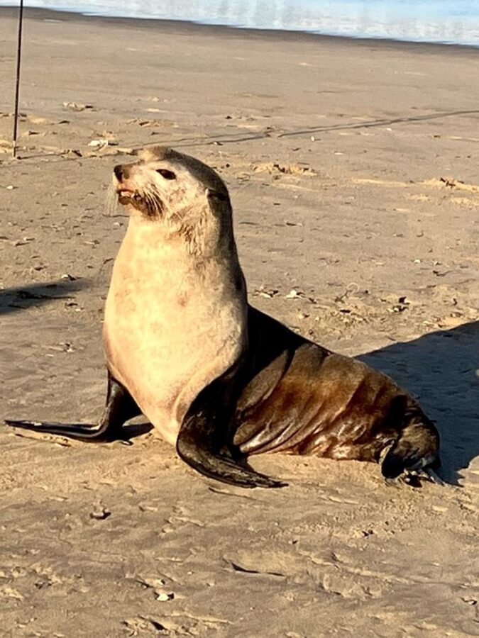 Felix, a Subantarctic Fur Seal that has been relaxing on Klein Brak Beach on the Mossel Bay coast