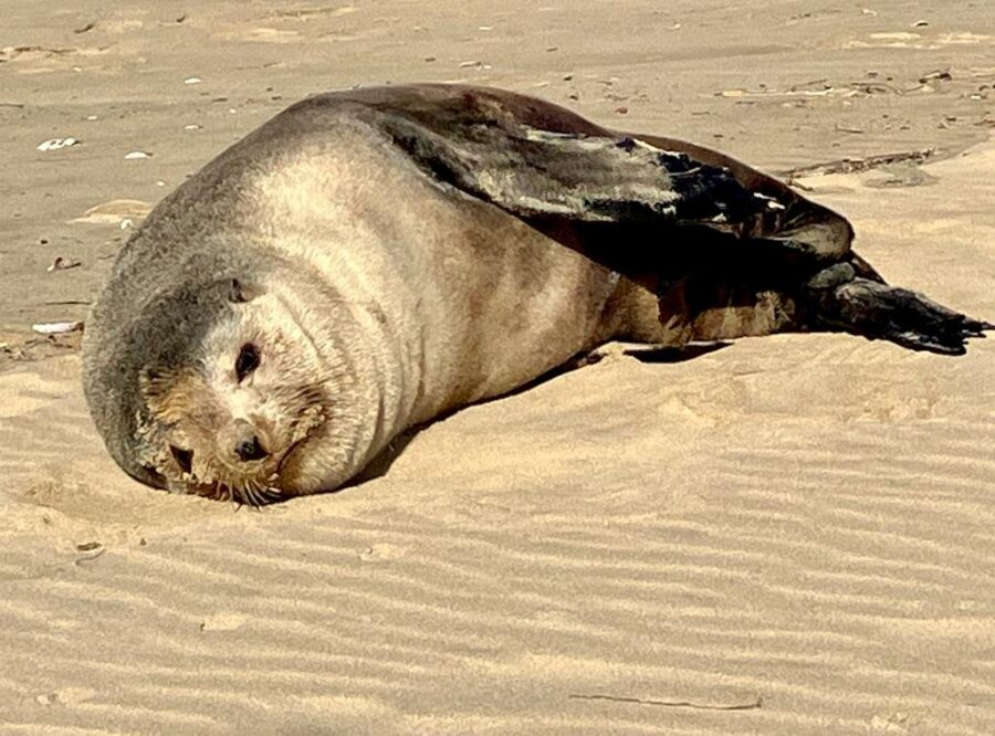 Felix, a Subantarctic Fur Seal that has been relaxing on Klein Brak Beach on the Mossel Bay coast