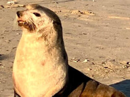 Felix-sub-antarctic-fur-seal-South-Africa