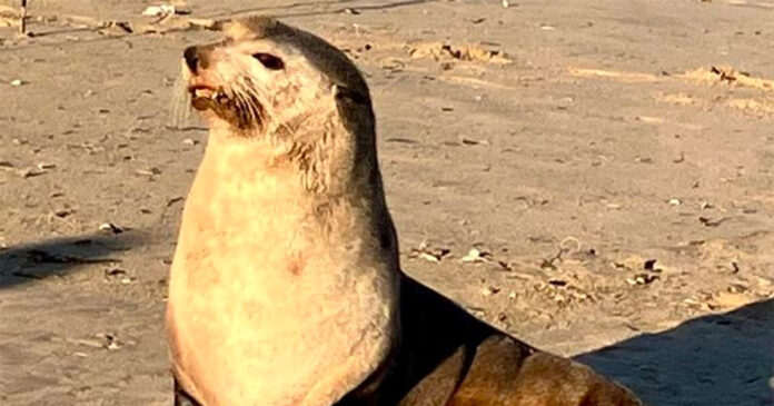 Felix-sub-antarctic-fur-seal-South-Africa Felix-sub-antarctic-fur-seal-South-Africa
