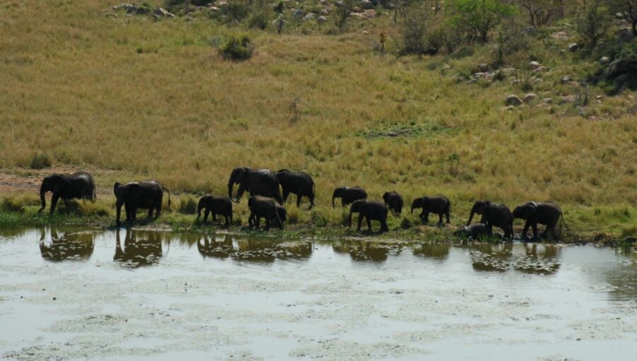 Elephants Kruger