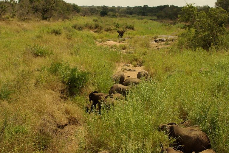Photo of general elephants in Kruger National Park. Image Supplied