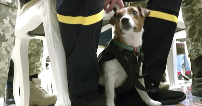 Patron-jack-russell-dog-medal-of-courage-ukraine Patron-jack-russell-dog-medal-of-courage-ukraine