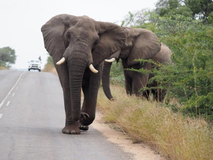 Wandering Bulls Wandering Bulls from Mozambique to SA kruger