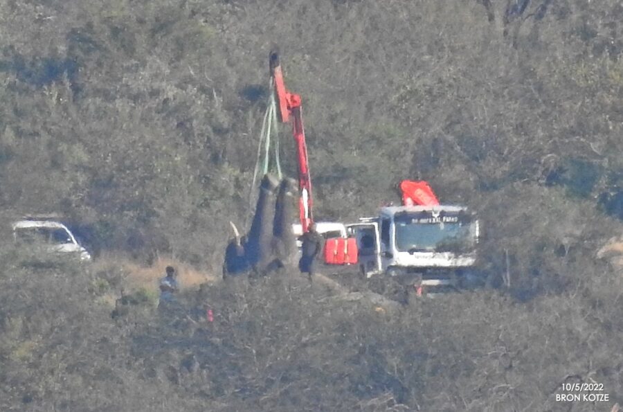 elephants relocation