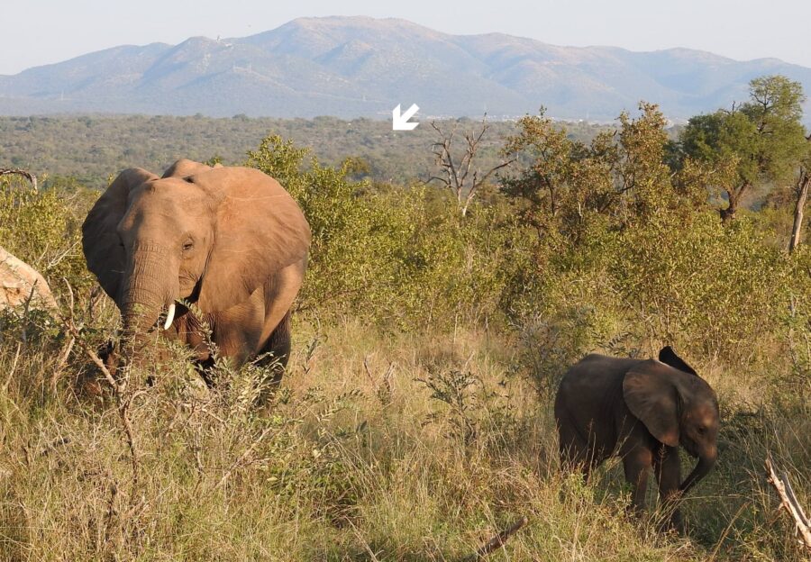 elephants relocation