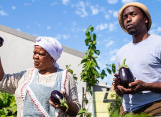 Thirty-three year old Ludwe Qamata teaches vegetable gardening to older people in Khayelitsha, Cape Town. By Mary-Anne Gontsana and Ashraf Hendricks