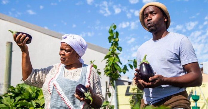 Thirty-three year old Ludwe Qamata teaches vegetable gardening to older people in Khayelitsha, Cape Town. By Mary-Anne Gontsana and Ashraf Hendricks