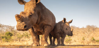 Rhino poaching South Africa.