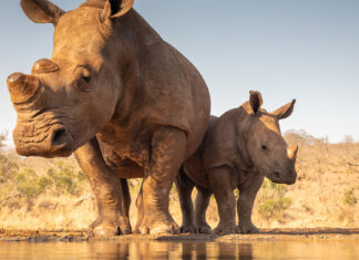 Rhino poaching South Africa.