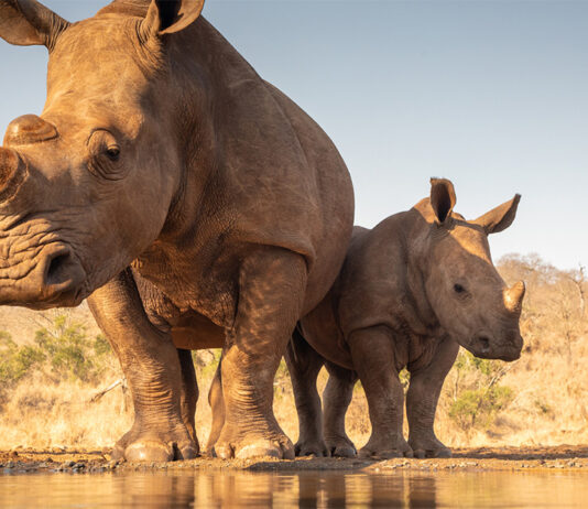 DA to Scrutinize Elusive Rhino Poaching Report as KZN 2022 Killings Reach 108