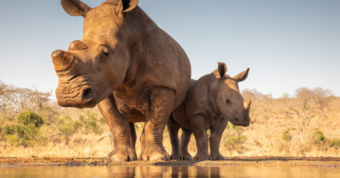 Rhino poaching South Africa. Rhino poaching South Africa.