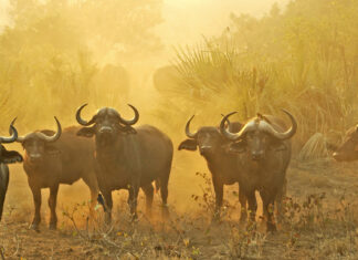 Kruger Field Ranger Tragically Killed During Confrontation with Buffalo