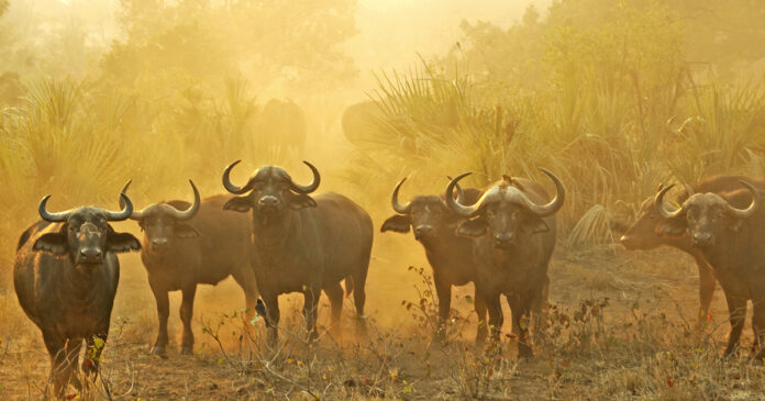 Kruger Field Ranger Tragically Killed During Confrontation with Buffalo
