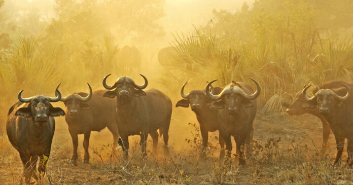 Kruger Field Ranger Tragically Killed During Confrontation with Buffalo. Kruger Field Ranger Tragically Killed During Confrontation with Buffalo