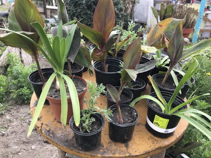 lansdownepots-tarirowashinyira-20220519