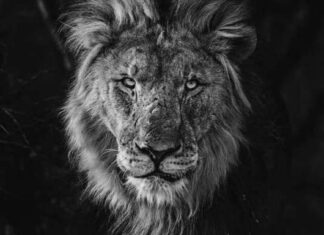 Jinxy S Luther: The Night a Man-Eating Lion Crept Into My Village. Photos Jinxy S Luther