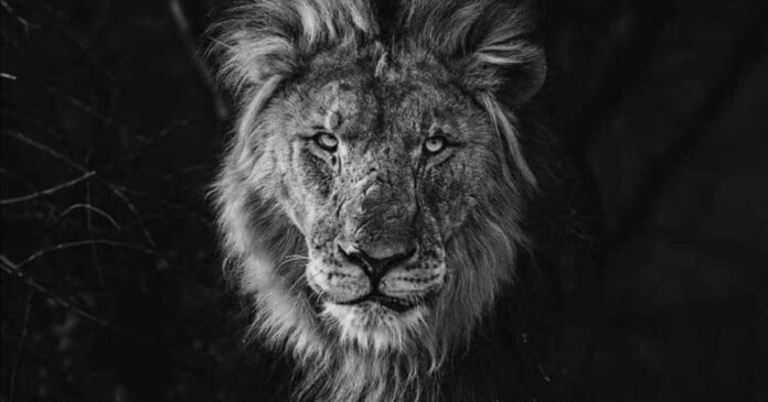 lion-village Jinxy S Luther: The Night a Man-Eating Lion Crept Into My Village. Photos Jinxy S Luther