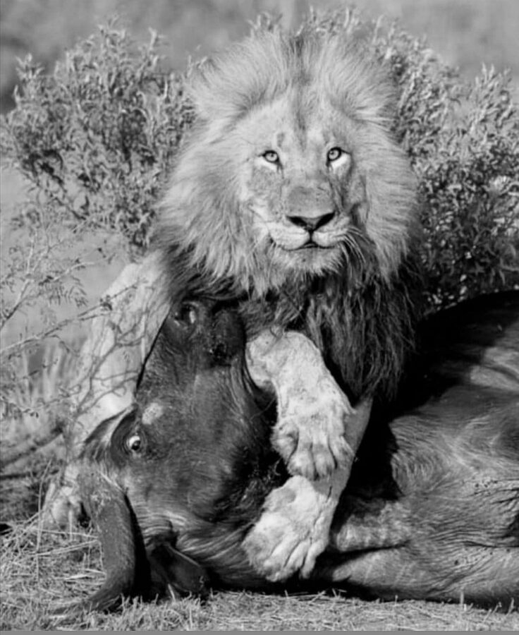 lion buffalo