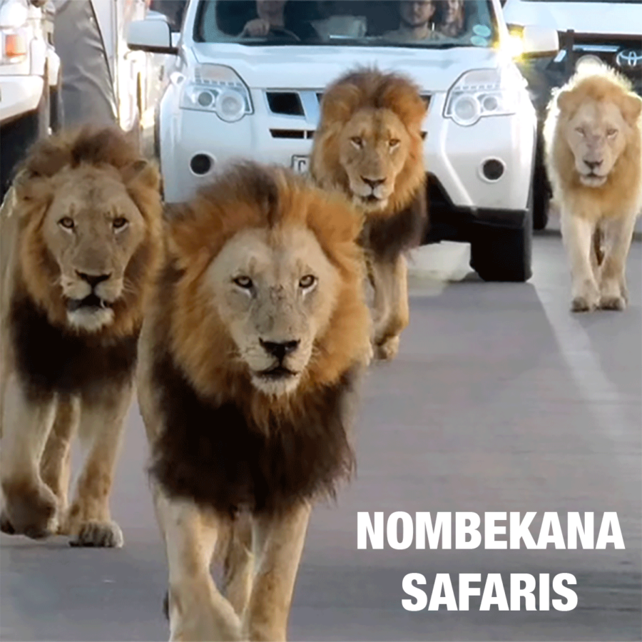 lions-traffic-jam KRUGER National Park